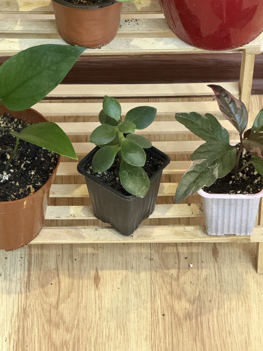 Набор из 6 отростков