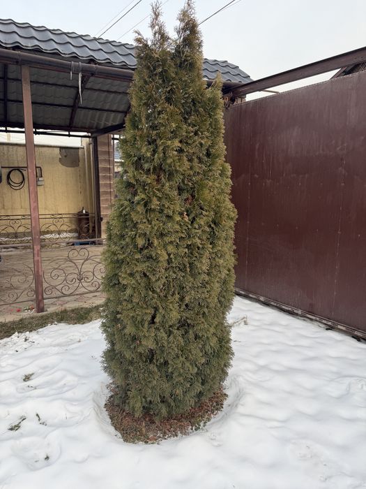 Елки для дома 2метра