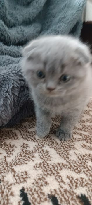 Котята британские