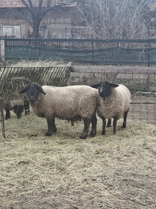 Disponibil berbec si oaie cu doua miele