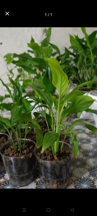 Продам спатифиллум