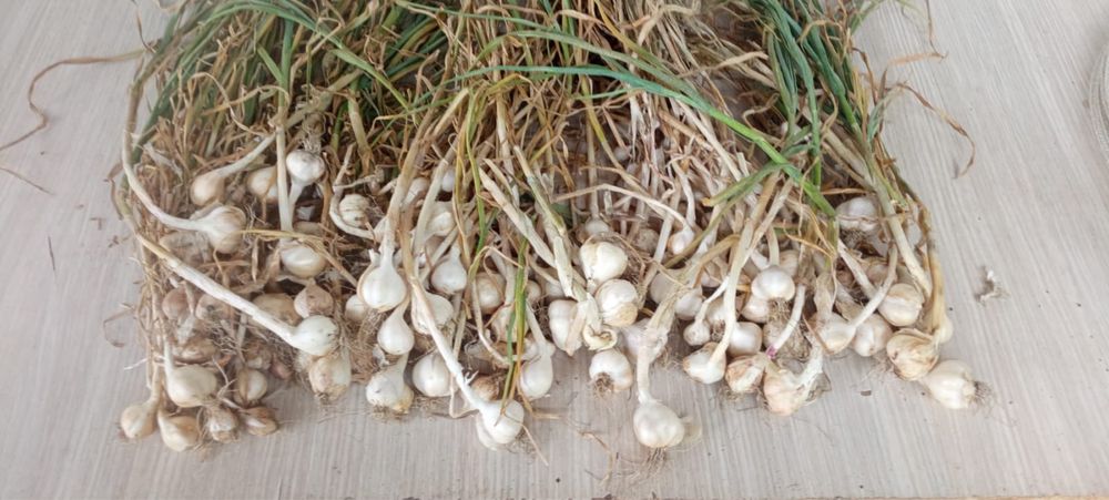Usturoi romanesc calitatea 1