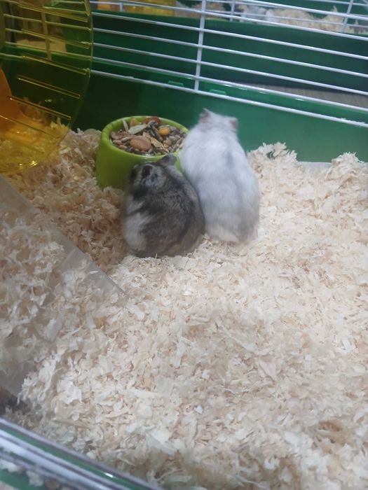 Caută altă casă hamsteri