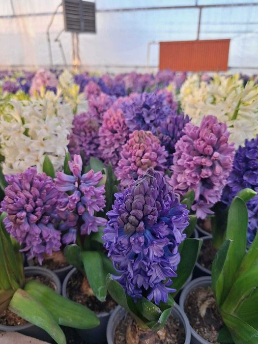 Zambile și primule en gros