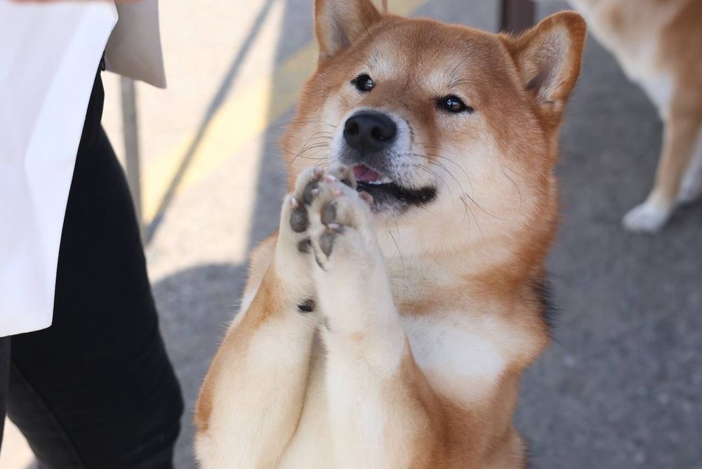 Кобель Сиба ину на вязку с хорошей родословной от привозных родителей