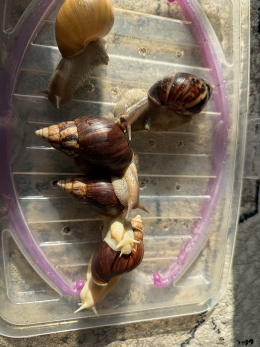 Улитка сотилади