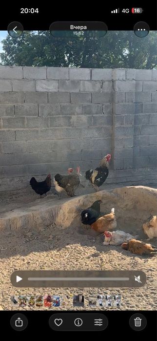 Куры и петухи домашная