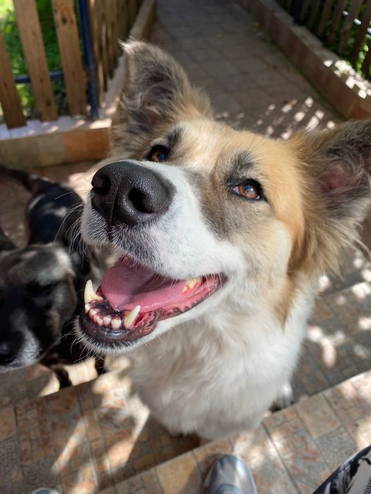 Рошаво женско куче търси дом