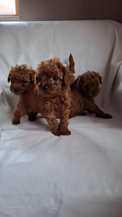 Родословни той пуделчета Ред Дог