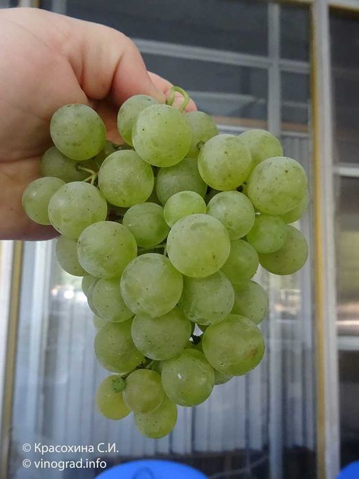 Саженцы винограда