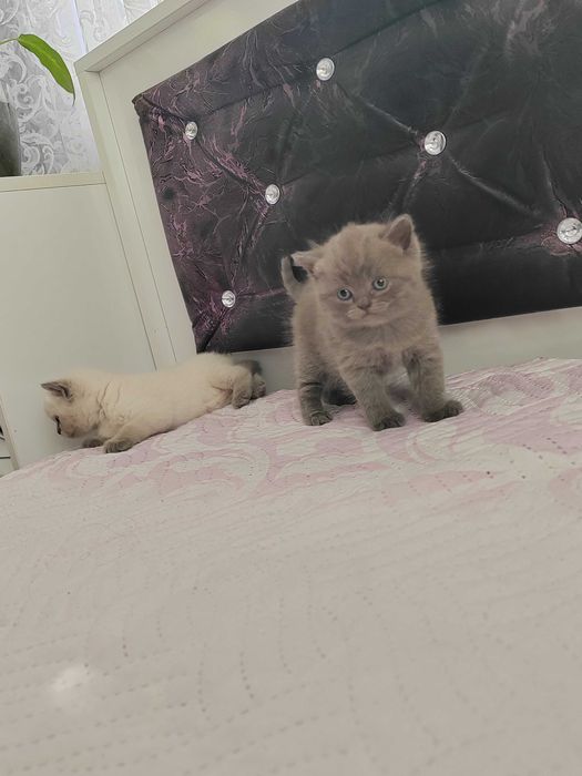 Домашни любимци котки