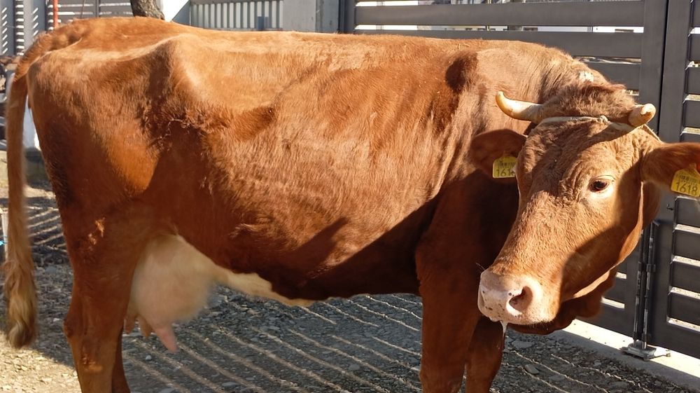 Vând vacă cu lapte