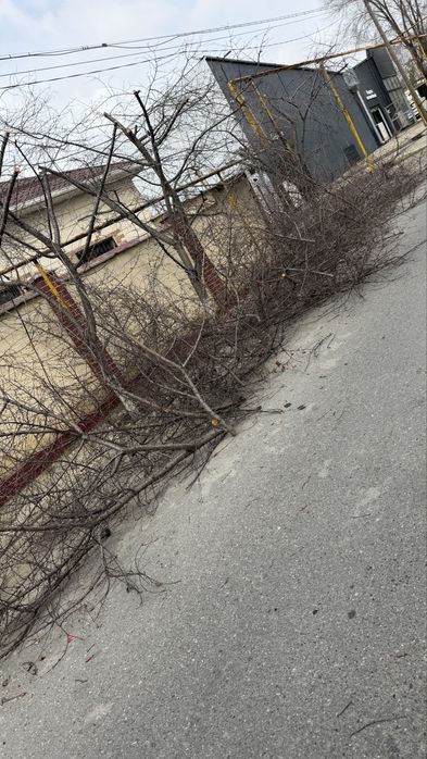 Отын, ағаш шиенікі