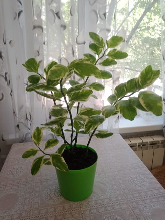 Продаю цветок "Педилантус".