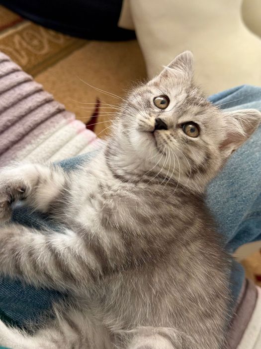 Отдам котенка в добрые руки