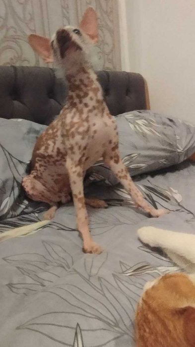 Отдам в добрые руки