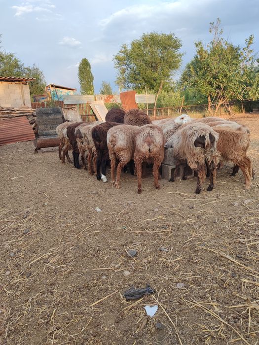 Козылар сатылады