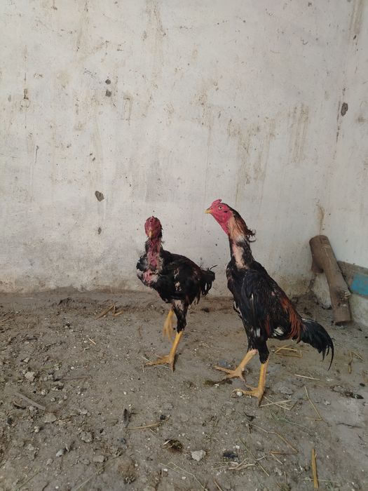 Dakang xo'rozla sotiladi
