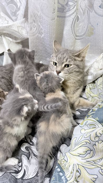 Котята в добрые руки