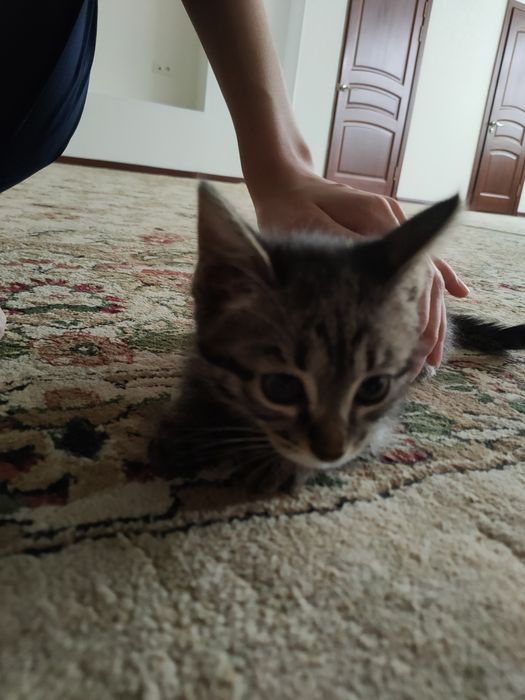 котёнок 3 месяцев