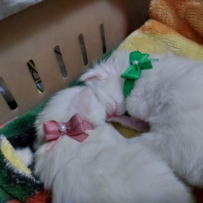 Все нашли себе дом. Раздали всех