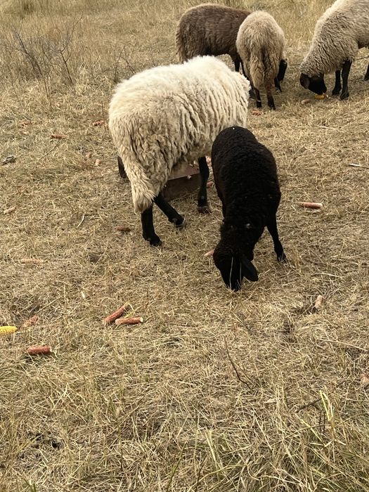 Vand berbc carabas de 4 ani si 2 miele de anul acesta cele negre sau schimb cu oi asau alte animale