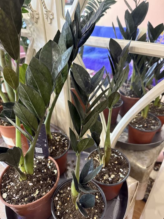 Замиокулькас ( Долларовое дерево)