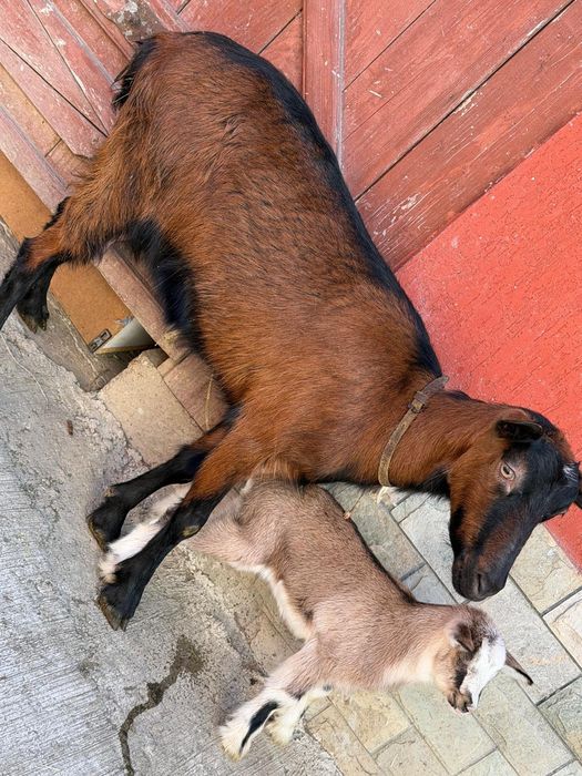 Capra alpina franceză la prima fatare