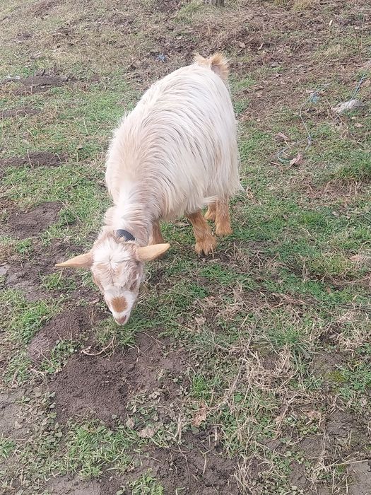 Dau la schimb două capre