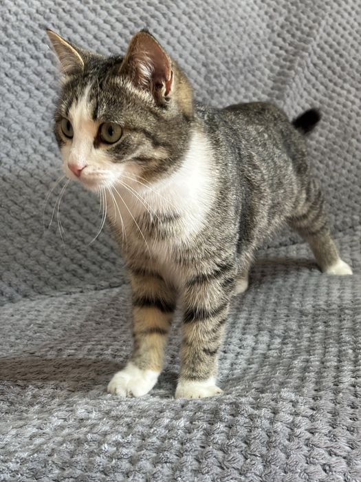 Кошечка в добрые руки