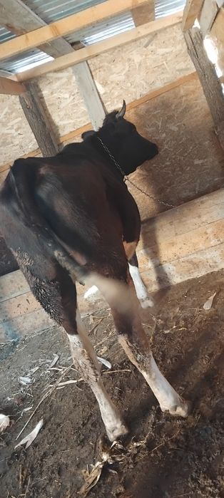 De vânzare 2 văcuțe tinere ,una este la primu vițel si cea dea 2 este la al doilea vițel, amândouă fiind gestante,