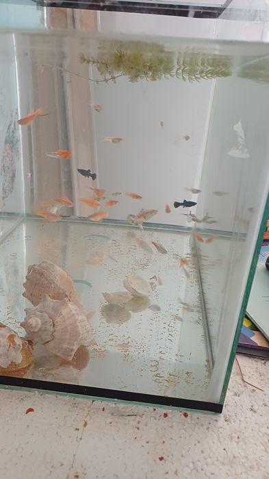 аквариум рыба красный гупи меченос
