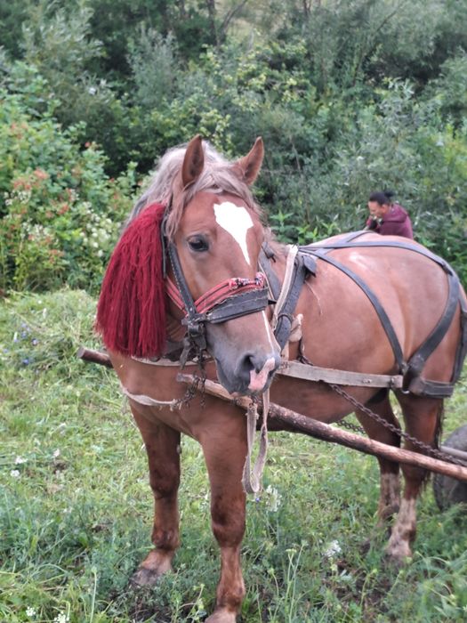 Animale de vanzare
