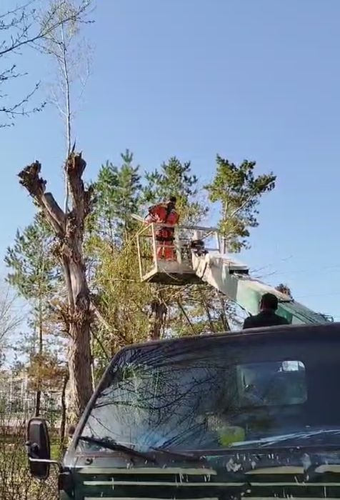 Спил деревьев и веток