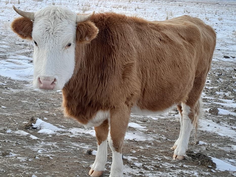 Туатын сиырлар сатылады, Семей
