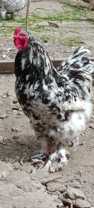 Продаются яйца курей породы  брама