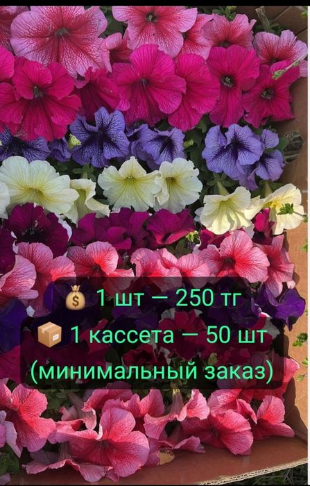 Продам. Саженцы петунии