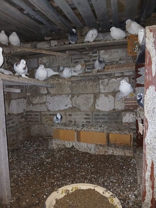 Продам  продам голубей