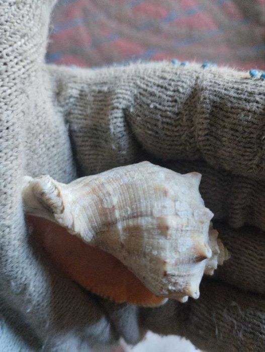Морские ракушка.
