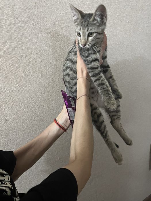 Пристраивается котенок