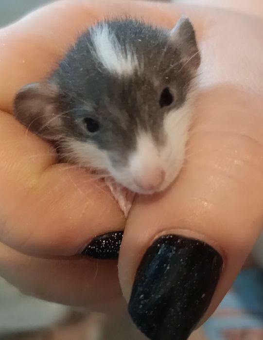 Крыски Дамбо ручные