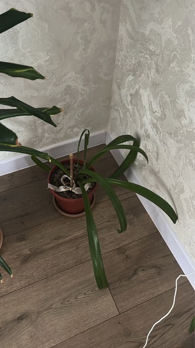 Цветы комнатные разные
