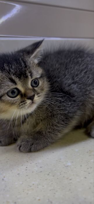 Урганчда сотилади скотиш шиншилла чоко угилча