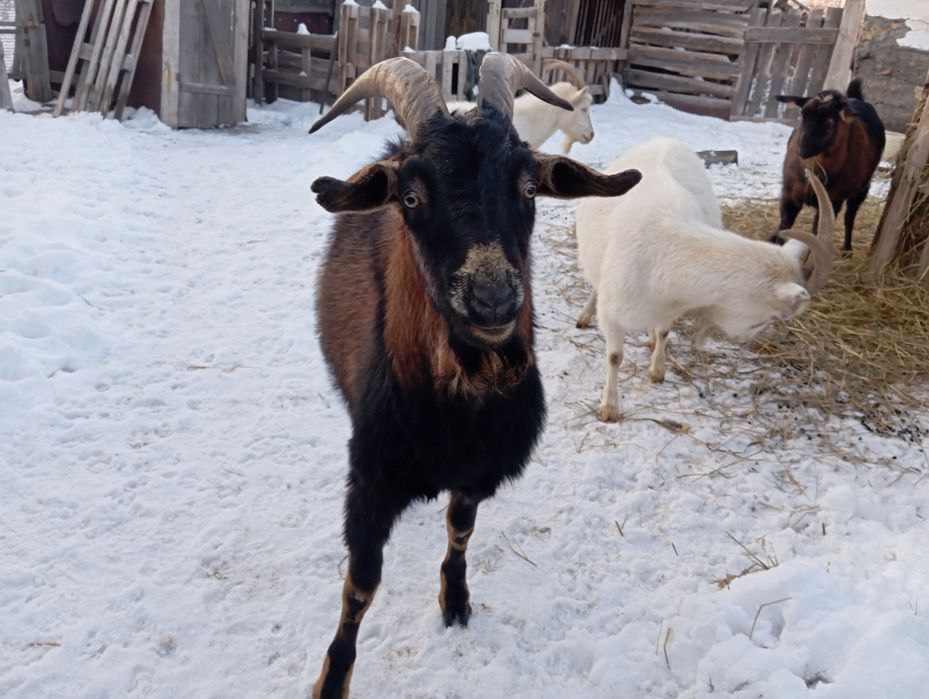 Козел на осеменения