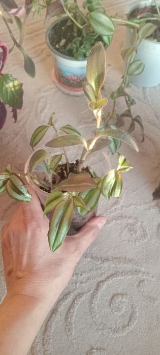 Комнатные цветы.