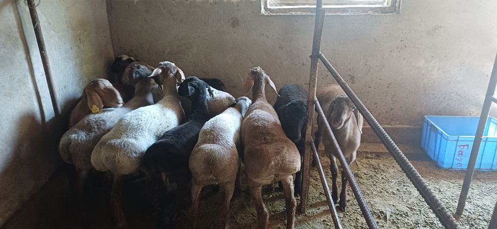 Продам баранов молодые