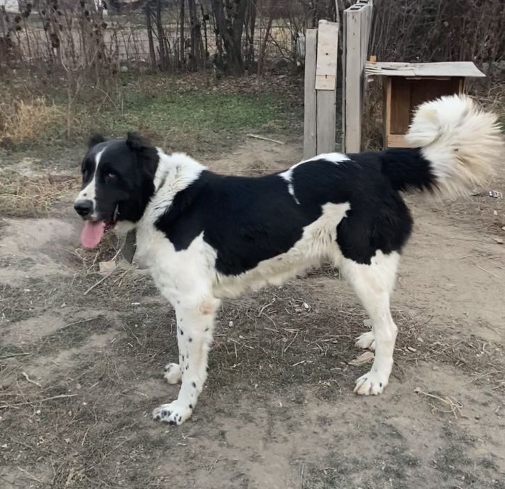 Шенки САО, Тобет, Алабай!