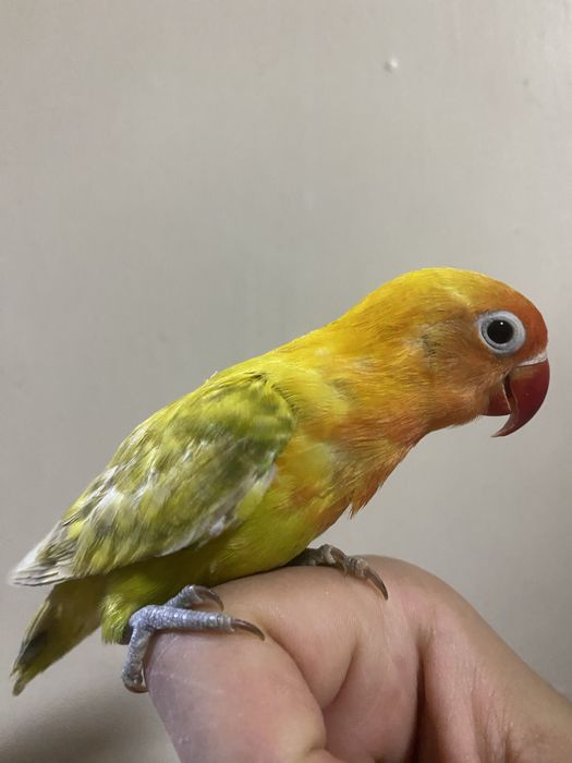 Papugay ruchnoy sotiladi