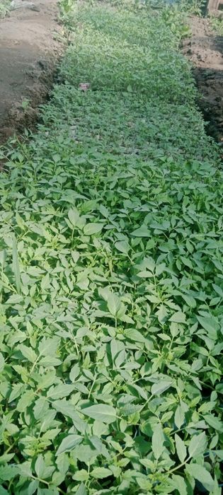Продам рассаду разную