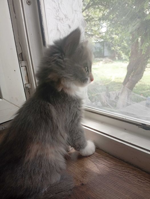 Отдам котят в добрые руки.